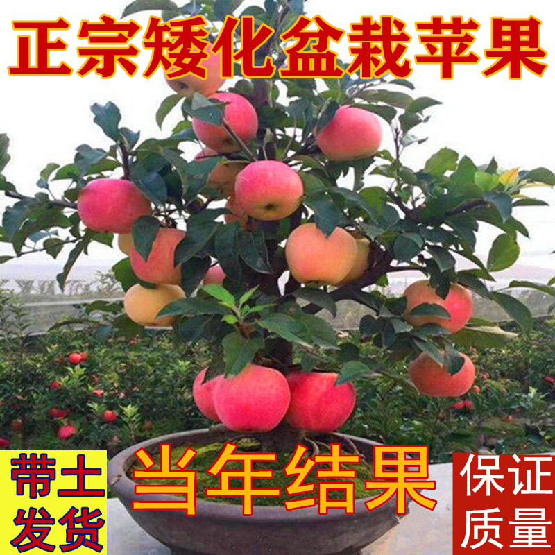 【果树苗】矮化苹果苗 盆栽苹果苗 双矮化苹果苗 山西苹果苗包邮在类目 鲜花速递/花卉仿真/绿植园艺, 花园植物/行道树/果树, 果树中 - 来自Buy2taobao.com提供专业的淘宝代购服务