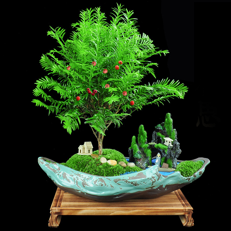 红豆杉盆景盆栽植物室内花卉净化空气四季常青曼地亚正宗树苗杉树|ruв категории доставка цветов/цветок моделирования/растения садоводства, цветок/растения в горшках (новый), растения - от Buy2taobao.com для оказания профессиональной услуги покупки агента Taobao