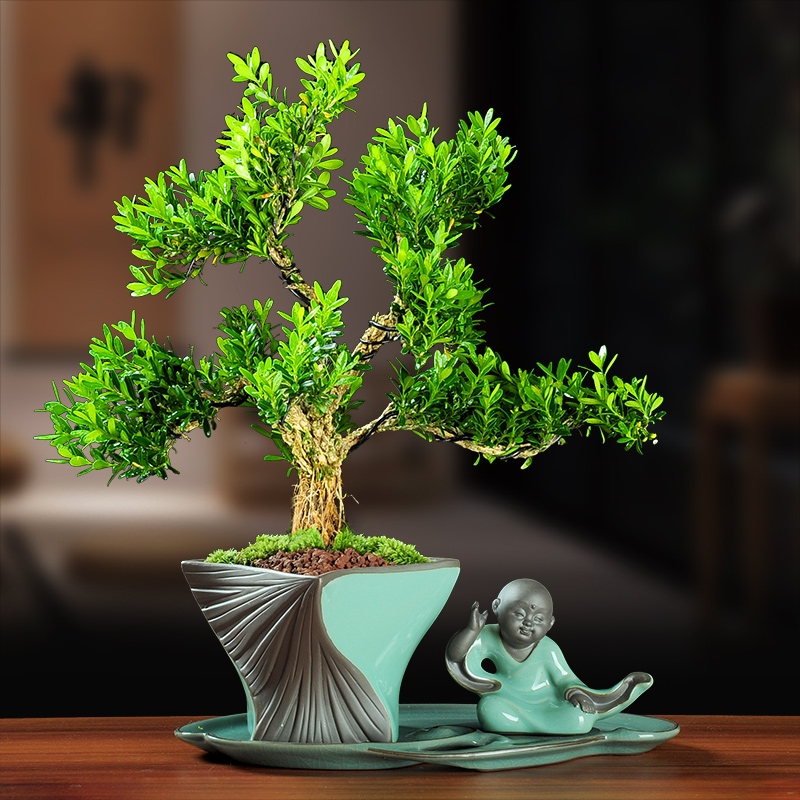 黄杨盆景树桩盆栽植物造型老桩好养熟桩室内花卉四季常青长青绿植|ruв категории доставка цветов/цветок моделирования/растения садоводства, цветок/растения в горшках (новый), растения - от Buy2taobao.com для оказания профессиональной услуги покупки агента Taobao