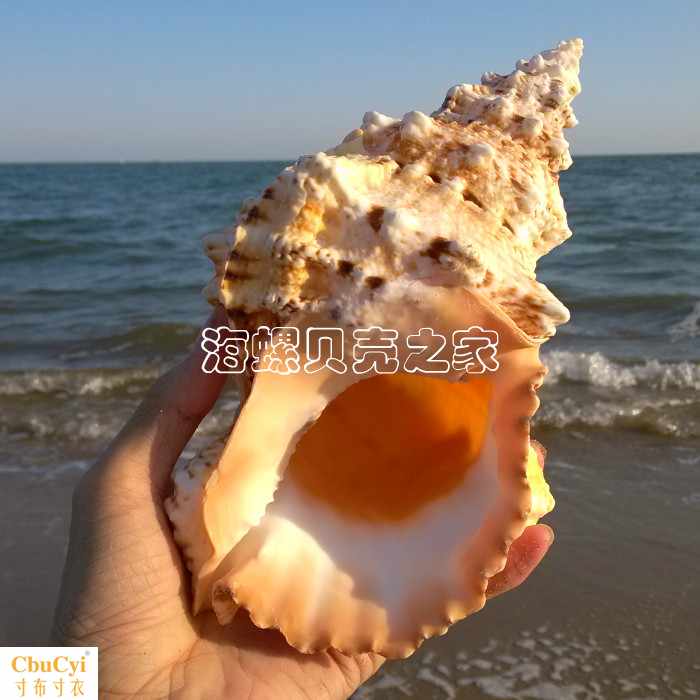 Super large Natural conch shells Chrysostom Horn originality gift Home Furnishing Collection Decorationin the Home accessories , Creative Jewelry , Conch/Shell/Coral category - from Buy2taobao.com to provide professional Taobao agent buy service