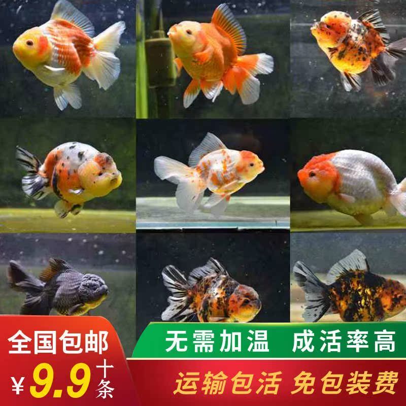 草金鱼活体易活冷水鱼锦鲤观赏鱼兰寿鱼苗小型淡水鱼纯种小金鱼|ruв категории животное/Животное питание и принадлежностей, аквариум мира, рыба - от Buy2taobao.com для оказания профессиональной услуги покупки агента Taobao