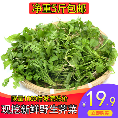 荠菜新鲜5斤现挖野菜野生荠菜混沌饺子馅荠菜馅荠菜野菜新鲜包邮