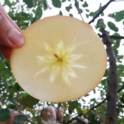 阿克苏冰糖心苹果水果10斤大果当季新鲜红富士平安果陕西整箱包邮