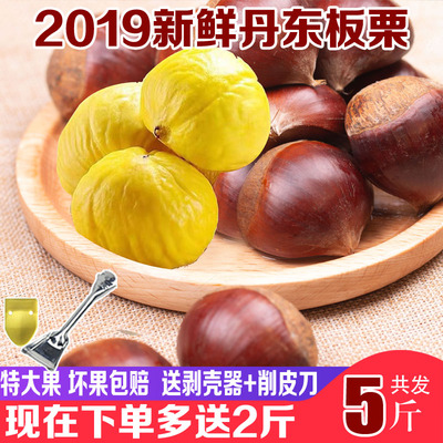 2019年丹东板栗生新鲜栗子带壳毛栗子新鲜农家现摘生栗子锥栗