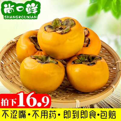 现货时令新鲜水果柿子巧克力脆皮柿子 5斤当季整箱包邮非火晶柿子