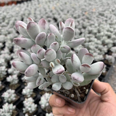 多肉植物多肉乒乓福娘群生老桩超大品相肉肉