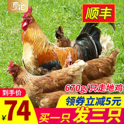 正宗农家散养土鸡非老母鸡走地鸡肉三黄鸡草鸡笨鸡新鲜冷冻整只