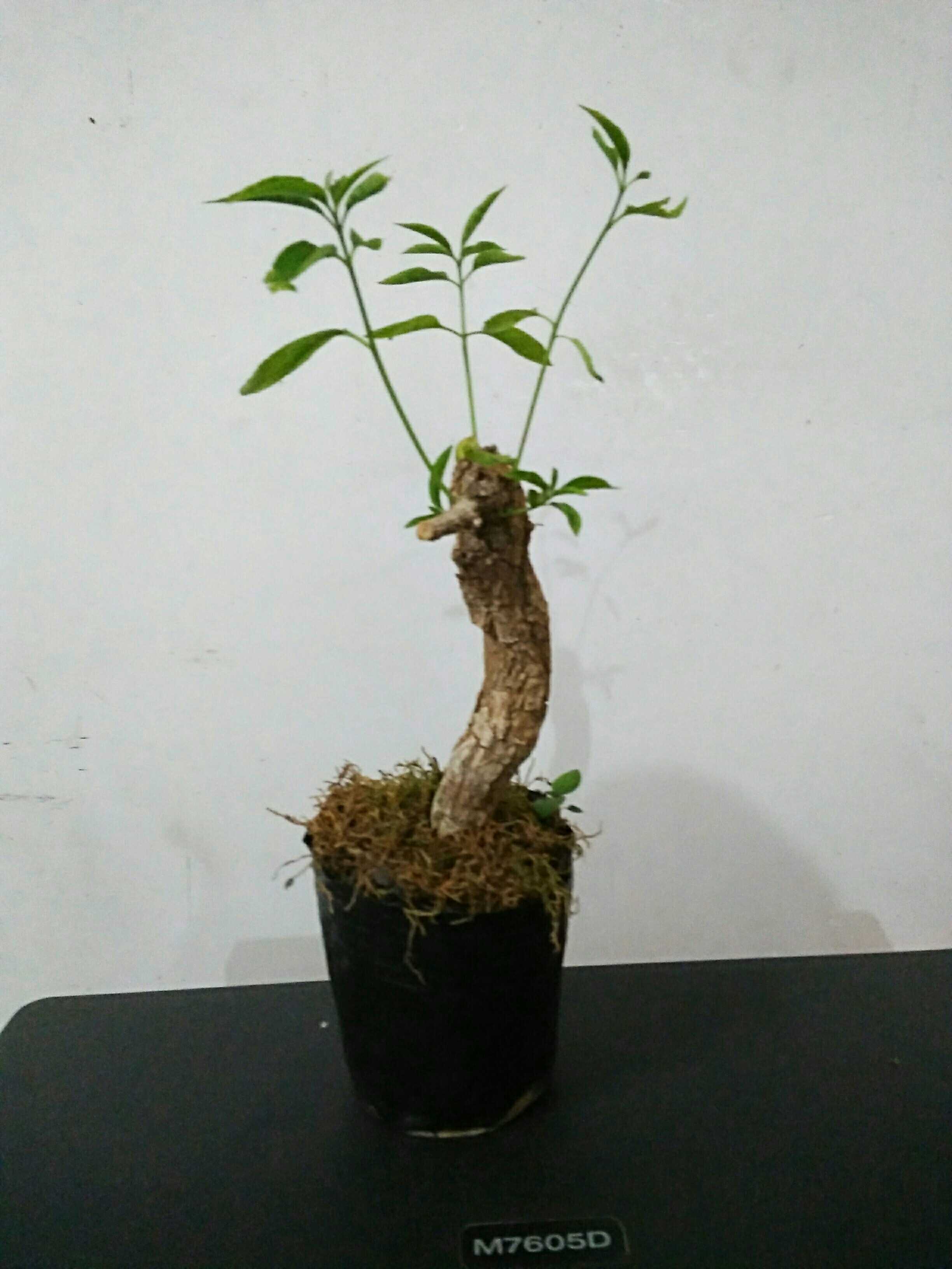indoor Decoration desktop ornament bonsai Sketch miniature bonsai small-scale bonsai Euonymusin the Home Daily , Home Daily Suit category - from Buy2taobao.com to provide professional Taobao agent buy service
