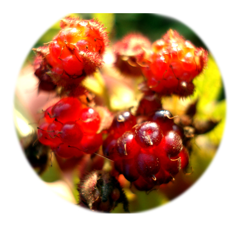 覆盆子苗/紅樹莓苗/寒梅苗/水晶莓苗在類目 鮮花速遞/花卉仿真/綠植園藝, 花卉/綠植盆栽(新), 綠植中 - 來自Buy2taobao.com提供專業的淘寶代購服務