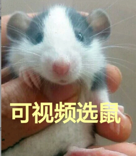 花枝鼠活体俄蓝飞耳直毛卷毛暹罗黑眼奶牛黑飞白鼻子宠物鼠在类目 宠物/宠物食品及用品, 其它宠物, 其它宠物中 - 来自Buy2taobao.com提供专业的淘宝代购服务