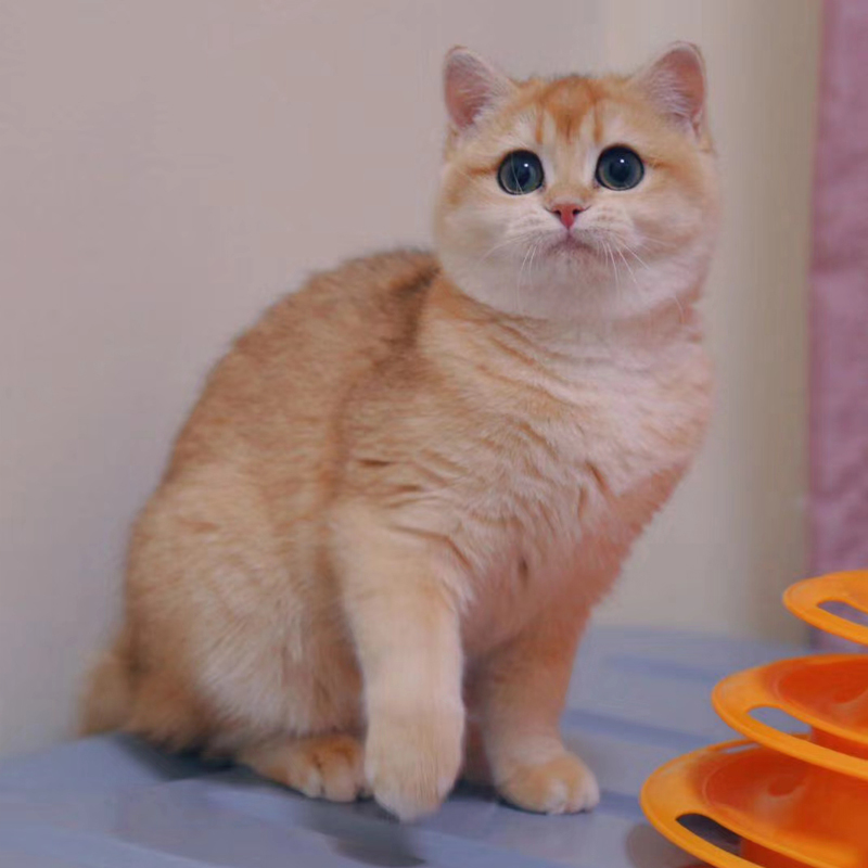 金渐层宠物猫猫咪活体宠物小猫咪 纯种宠物猫渐层幼猫英国短毛猫在类目 宠物/宠物食品及用品, 猫咪中 - 来自Buy2taobao.com提供专业的淘宝代购服务