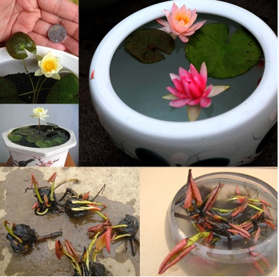 盆栽迷你小睡莲根块水培鱼缸睡莲种子水生植物小型碗莲莲花苗在类目 鲜花速递/花卉仿真/绿植园艺, 花卉/绿植盆栽(新), 花卉中 - 来自Buy2taobao.com提供专业的淘宝代购服务