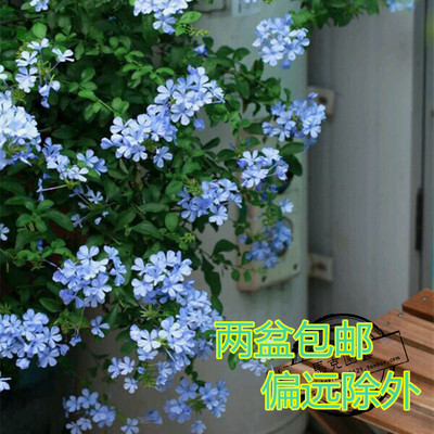 蓝雪花盆栽小木槿凌霄白雪花蓝雪花苗爬藤绿植花卉盆栽2盆包邮