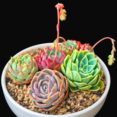 直播米勒园艺多肉植物盆栽组合花盆正品桃蛋澳罗老桩办公室创意1