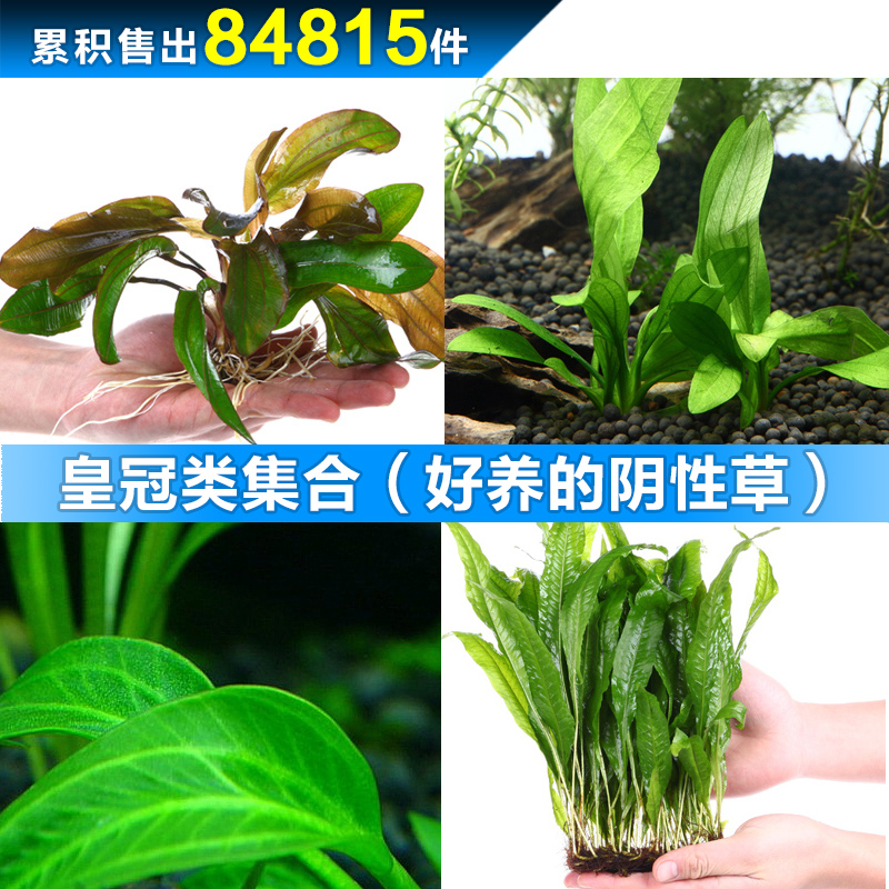 水族箱造景鱼缸造景水草细叶铁大叶绿九冠迷你皇冠中后景水草包邮|msdalam kategori haiwan peliharaan/makanan haiwan dan bekalan, Aquarium World, tangki ikan akuarium dan kelengkapan lain, akuatik - dari Buy2taobao.com untuk memberikan perkhidmatan ejen Taobao profesional membeli