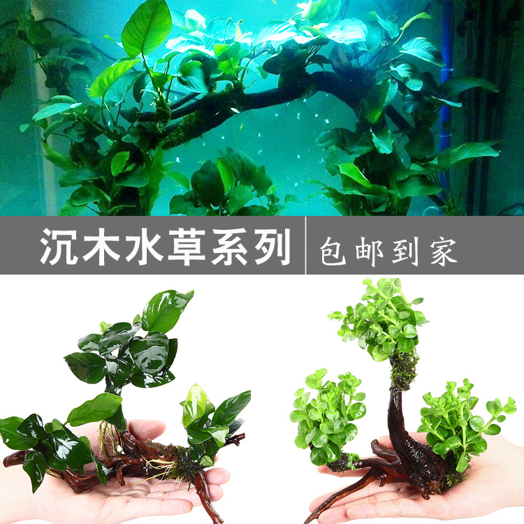新手鱼缸造景水草植物包邮水榕水草沉木懒人水草鱼缸造景装饰套餐|msdalam kategori haiwan peliharaan/makanan haiwan dan bekalan, Aquarium World, tangki ikan akuarium dan kelengkapan lain, akuatik - dari Buy2taobao.com untuk memberikan perkhidmatan ejen Taobao profesional membeli