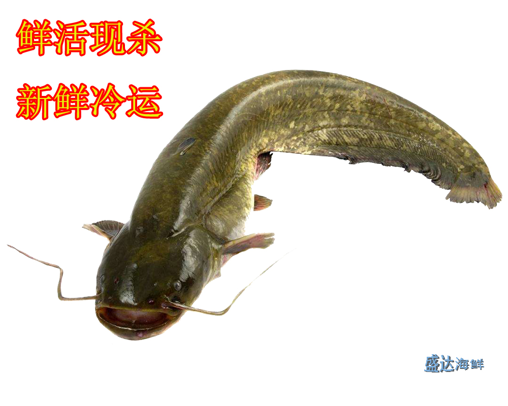 3斤/条 鲶鱼鲜活 鲇鱼塘虱胡子鲢黏鱼土鲇新鲜水产包杀好按条售卖在类目 水产肉类/新鲜蔬果/熟食, 海鲜/水产品/制品, 淡水鱼类中 - 来自Buy2taobao.com提供专业的淘宝代购服务