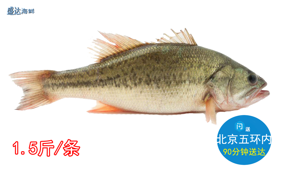 北京闪送 鲈鱼鲜活 花鲈鲈板花寨鲈子鱼七星鲈淡水河鲜包杀好750g在类目 水产肉类/新鲜蔬果/熟食, 海鲜/水产品/制品, 淡水鱼类中 - 来自Buy2taobao.com提供专业的淘宝代购服务