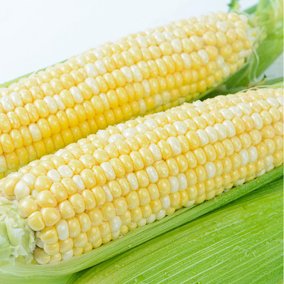 8斤净重云南水果玉米新鲜甜脆玉米农家现摘即食生吃嫩玉米棒特产