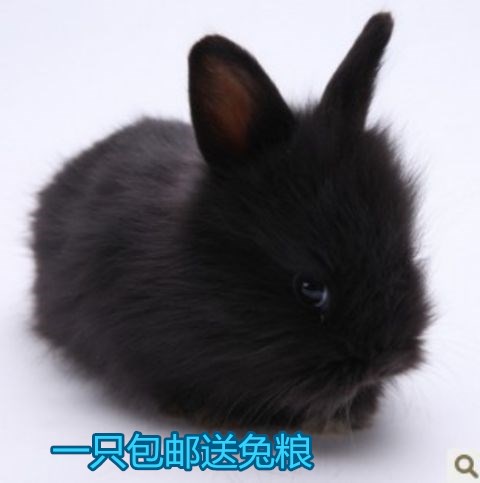 纯种垂耳兔活体宠物兔子活体迷你侏儒小白公主猫猫兔宝宝熊猫兔|ruв категории животное/Животное питание и принадлежностей, зайцеобразные и принадлежностей, кролик - от Buy2taobao.com для оказания профессиональной услуги покупки агента Taobao