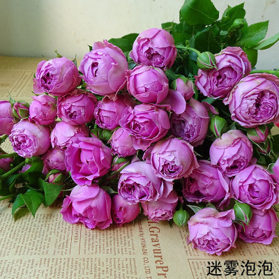 【花卉园】云南基地直发新鲜多头玫瑰花水养花鲜花空运包邮|msdalam kategori bekalan perayaan/hadiah, set perkahwinan/props, Petal/kelopak simulasi - dari Buy2taobao.com untuk memberikan perkhidmatan ejen Taobao profesional membeli