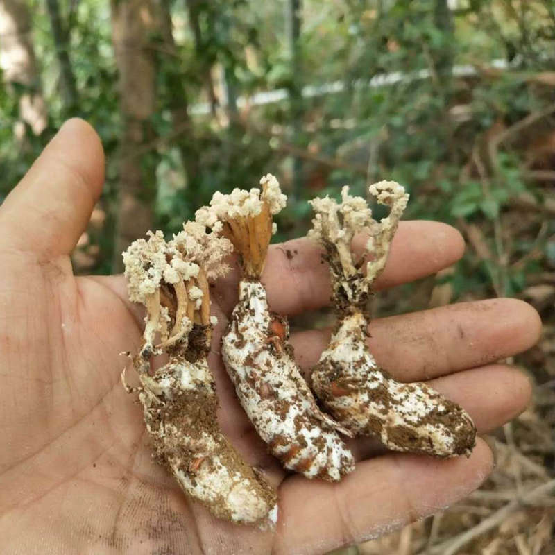 New Promotions selected wild Cicada Hanano generate metal The silkworm quality goods Cicada 250 gramin the Traditional nourishing food , Other traditional tonic , Cicada Flower category - from Buy2taobao.com to provide professional Taobao agent buy service