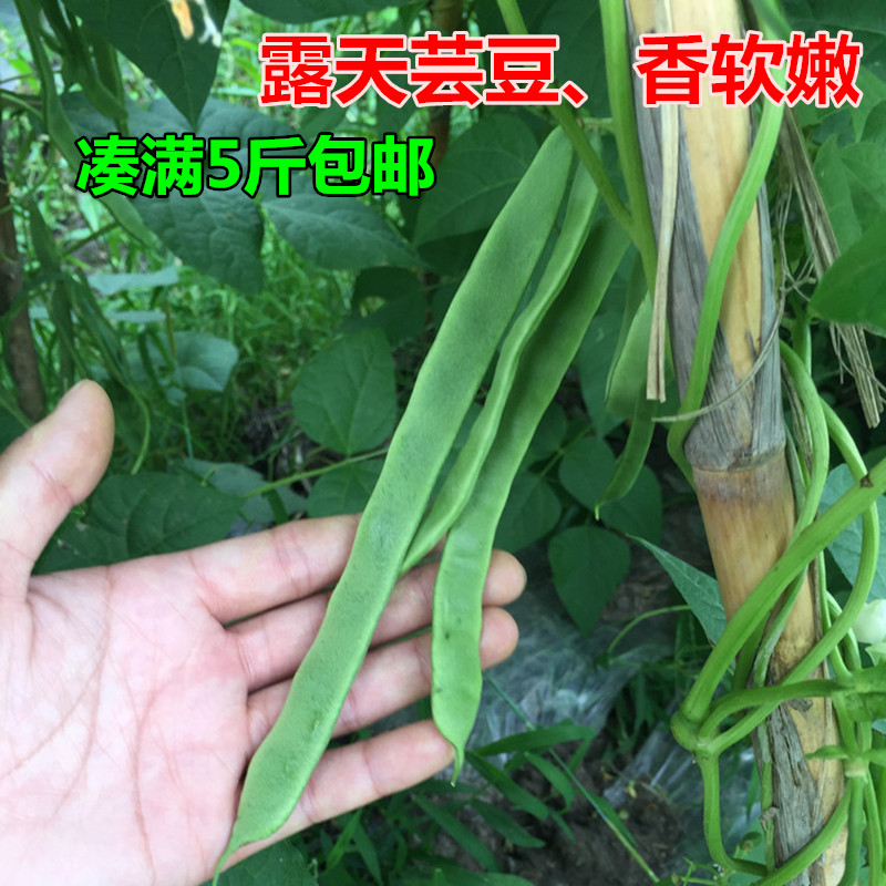 农家自种新鲜采摘蔬菜 非转基因刀豆扁芸云豆 四季豆在类目 水产肉类/新鲜蔬果/熟食, 新鲜蔬菜/蔬菜制品, 新鲜蔬菜, 其它中 - 来自Buy2taobao.com提供专业的淘宝代购服务