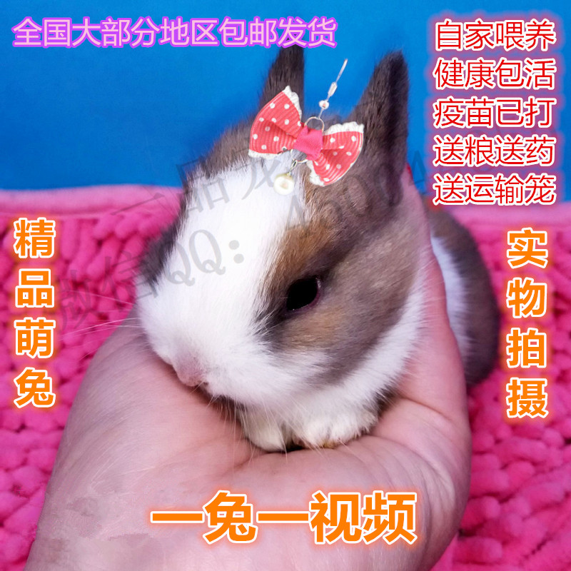 侏儒兔活体宠物兔迷你小体荷兰兔凤眼小型海棠道奇兔垂耳兔猫猫兔在类目 宠物/宠物食品及用品, 兔类及其用品, 兔中 - 来自Buy2taobao.com提供专业的淘宝代购服务