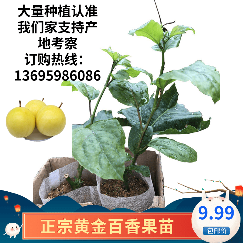 正宗特大百香果苗纯甜芭乐味黄金百香果树苗当年结果带营养杯包邮|msdalam kategori penghantaran bunga/bunga simulasi/tumbuhan berkebun, bunga/Tumbuh-tumbuhan tumbuh-tumbuhan pasu (baru), tumbuh-tumbuhan hijau - dari Buy2taobao.com untuk memberikan perkhidmatan ejen Taobao profesional membeli