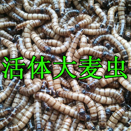 包邮大麦虫活体饲料龙鱼饲料超级面包虫200只在类目 宠物/宠物食品及用品, 爬虫/鸣虫及其用品, 爬虫/鸣虫食物中 - 来自Buy2taobao.com提供专业的淘宝代购服务