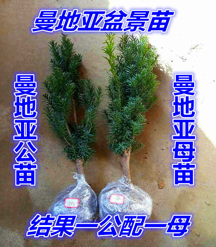 红豆杉树苗.红豆杉盆景正宗曼地亚红豆杉南方红豆杉四季盆栽植物