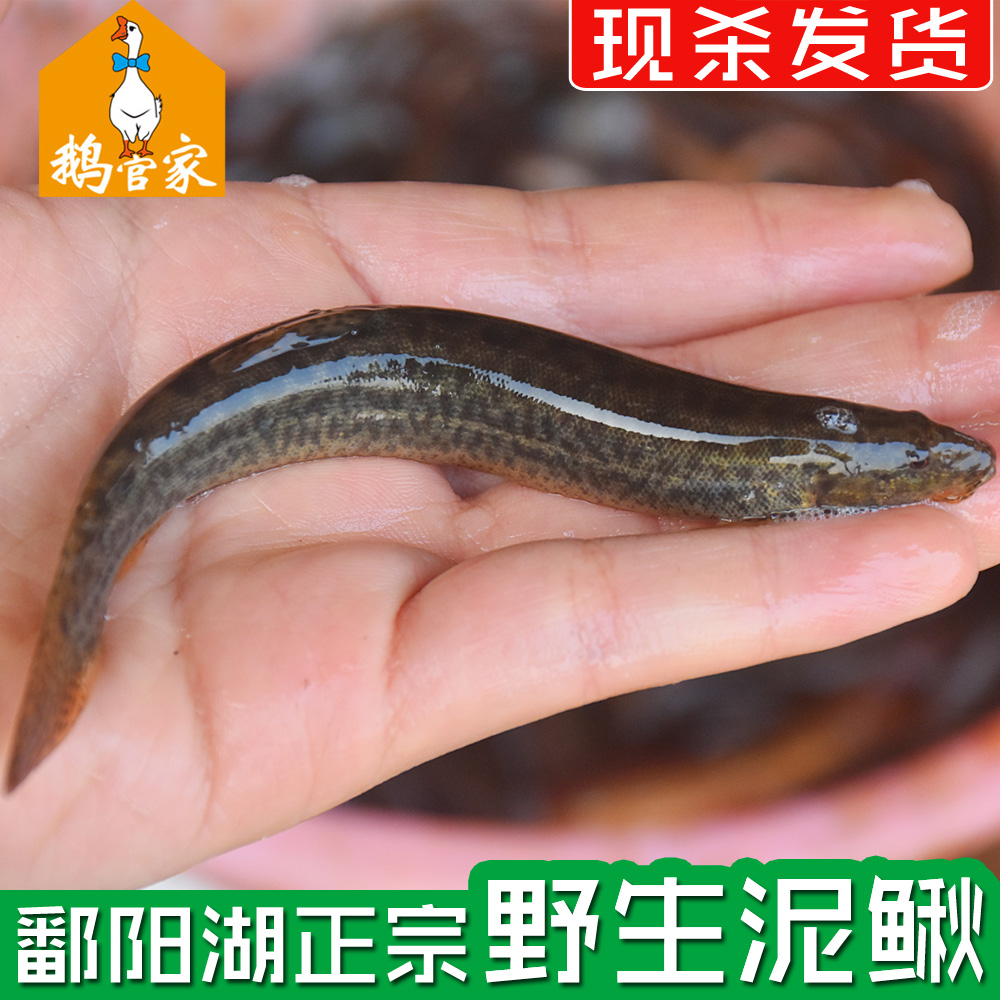 【鄱阳湖野生泥鳅】纯野生泥鳅青鳅500G现捕现杀冰鲜发货新鲜顺丰在类目 水产肉类/新鲜蔬果/熟食, 海鲜/水产品/制品, 淡水鱼类中 - 来自Buy2taobao.com提供专业的淘宝代购服务