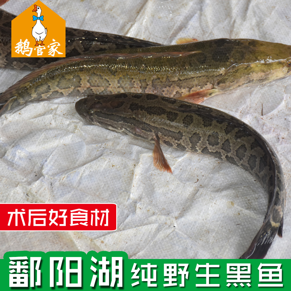 【鄱阳湖野生黑鱼】正宗纯野生黑鱼乌鱼斑鱼财鱼新鲜清江鱼淡水鱼在类目 水产肉类/新鲜蔬果/熟食, 海鲜/水产品/制品, 淡水鱼类中 - 来自Buy2taobao.com提供专业的淘宝代购服务