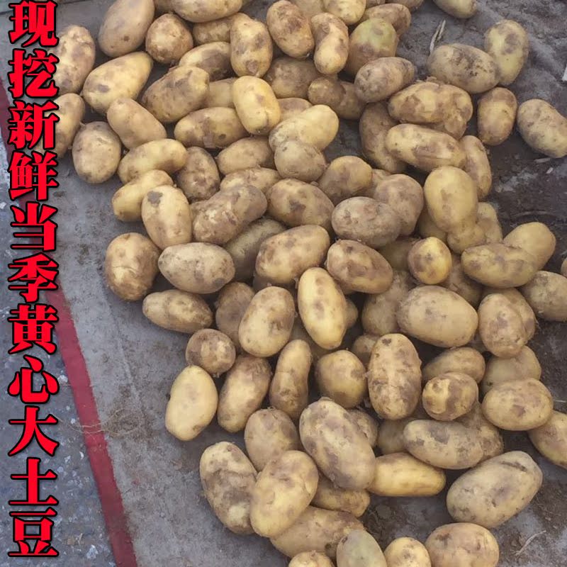 东北黄芯黄瓤现挖土豆当季新鲜土豆好吃面5斤包邮|ruв категории водной мясо/свежие фрукты и овощи/еда, свежие овощи/овощной продукции, свежие овощи, картофель - от Buy2taobao.com для оказания профессиональной услуги покупки агента Taobao