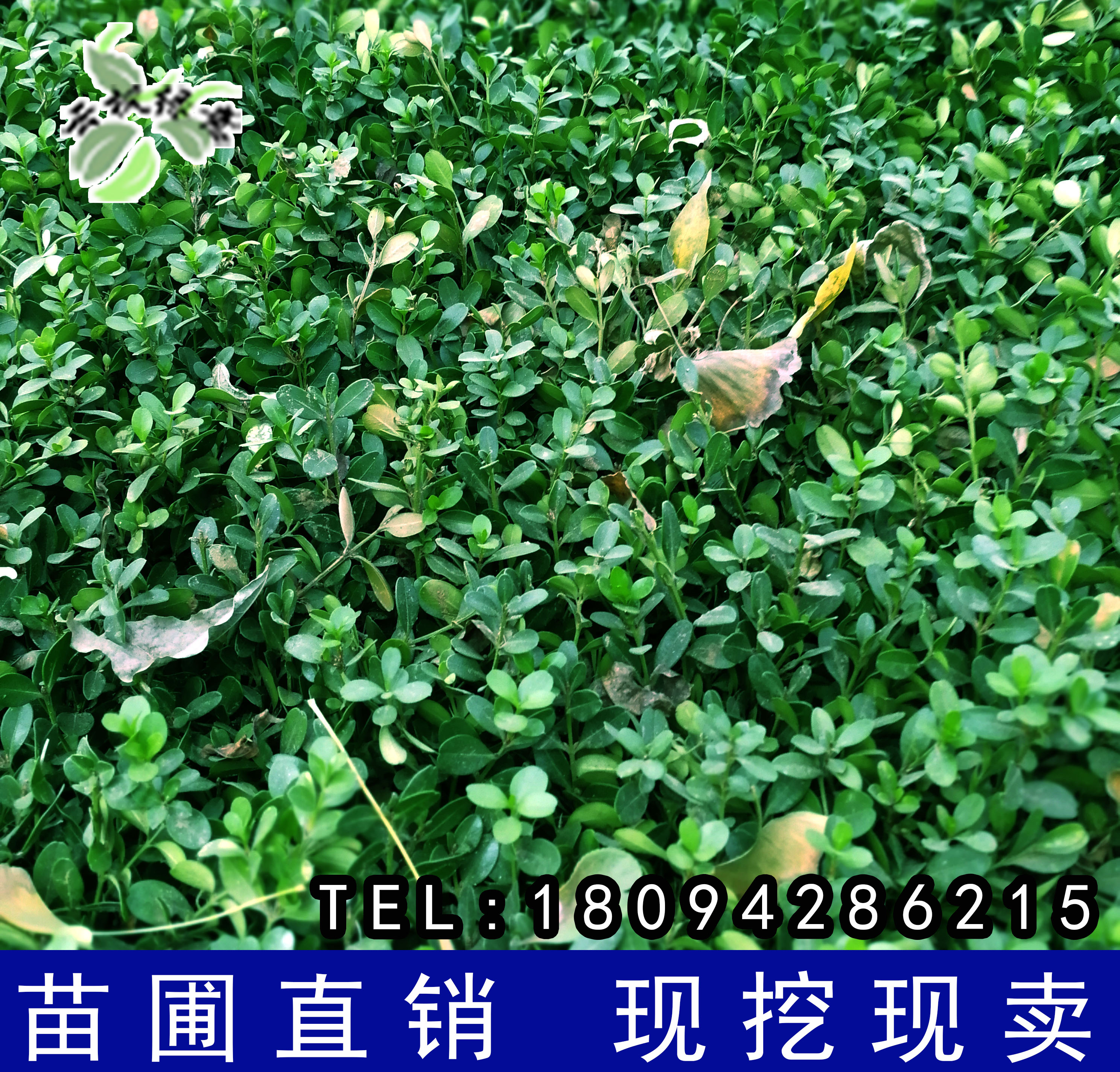 冬青苗樹苗圍牆樹苗四季常綠小葉瓜子北海道黃楊苗庭院籬笆樹苗在類目 鮮花速遞/花卉仿真/綠植園藝, 花園植物/行道樹/果樹, 觀葉 /花灌木中 - 來自Buy2taobao.com提供專業的淘寶代購服務