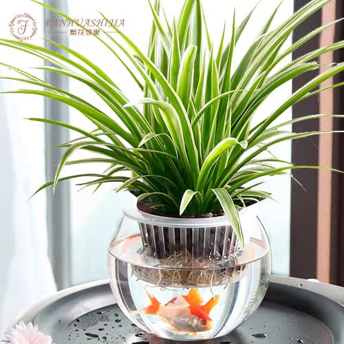 石家庄同城配送 水培金边吊兰 植物盆栽花卉 水培或者盆栽好成活在类目 鲜花速递/花卉仿真/绿植园艺, 花卉/绿植盆栽(新), 绿植中 - 来自Buy2taobao.com提供专业的淘宝代购服务