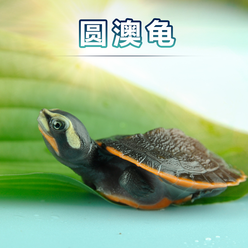 包邮圆澳龟活体龟苗红腹龟宠物深水观赏大小乌龟东西锦剃刀|ruв категории животное/Животное питание и принадлежностей, аквариум мира, черепаха/черепаха - от Buy2taobao.com для оказания профессиональной услуги покупки агента Taobao