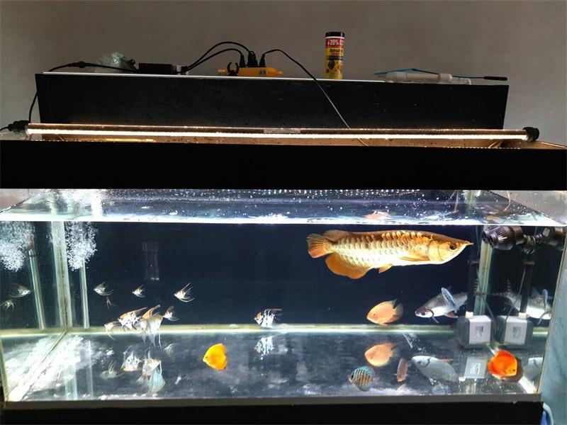 LED潜水灯水草灯水中照明灯鱼缸 草缸灯t8金龙鱼灯水族箱灯管防水在类目 宠物/宠物食品及用品, 水族世界, 鱼缸等水族设备, 照明器材中 - 来自Buy2taobao.com提供专业的淘宝代购服务