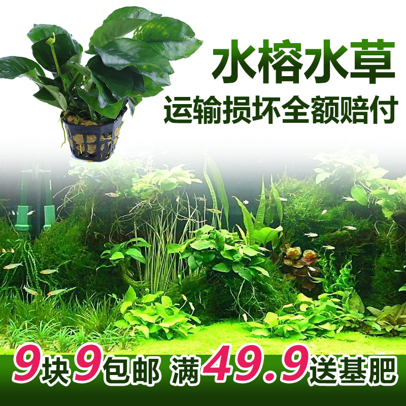 前后景水榕活体真水草鱼缸懒人造景装饰阴性植物迷你榕小巴榕黄金|ruв категории животное/Животное питание и принадлежностей, аквариум мира, аквариум аквариум оборудования и т.д., тростник - от Buy2taobao.com для оказания профессиональной услуги покупки агента Taobao