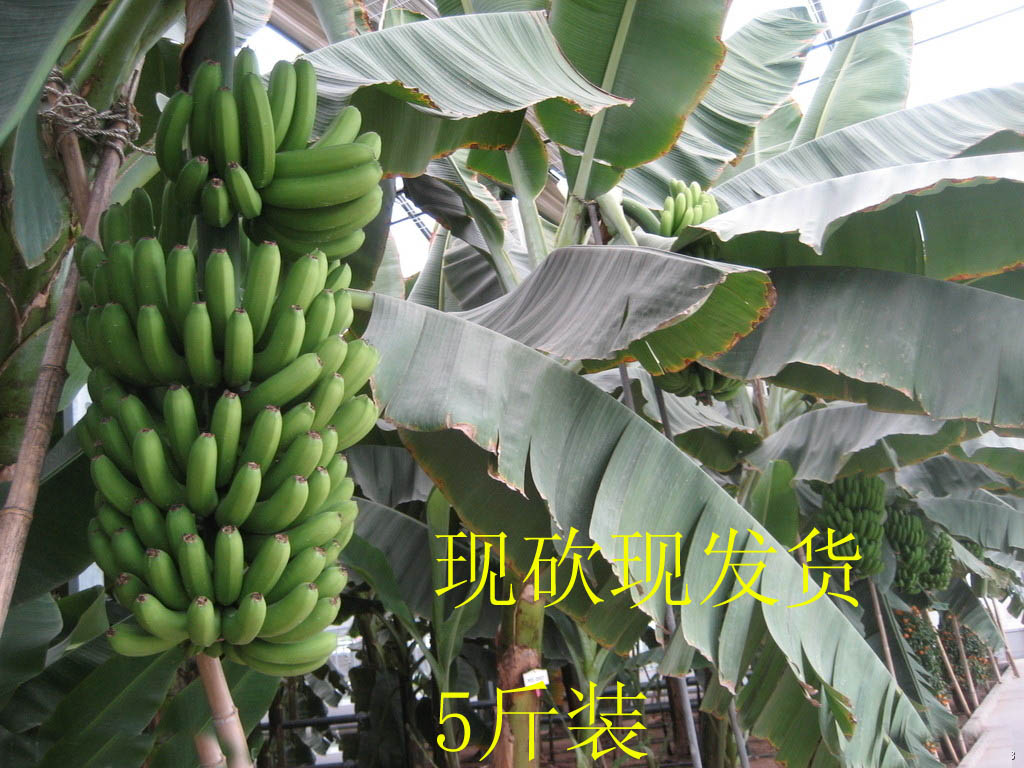 包邮广东高州香蕉新鲜水果特产无催熟剂非米蕉粉蕉海南芭蕉5斤装在类目 水产肉类/新鲜蔬果/熟食, 新鲜水果, 香蕉中 - 来自Buy2taobao.com提供专业的淘宝代购服务