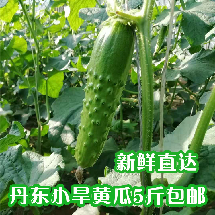 丹东旱黄瓜东北特产农家自种新鲜蔬菜水果黄瓜孕妇蔬菜现摘现发在类目 水产肉类/新鲜蔬果/熟食, 新鲜蔬菜/蔬菜制品, 新鲜蔬菜, 其它中 - 来自Buy2taobao.com提供专业的淘宝代购服务