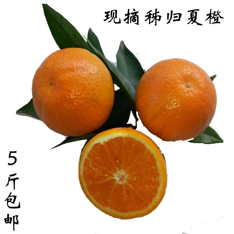 秭归夏橙当季新鲜水果橙子酸甜多汁果园现摘现发5斤包邮非赣南橙在类目 水产肉类/新鲜蔬果/熟食, 新鲜水果, 橙中 - 来自Buy2taobao.com提供专业的淘宝代购服务
