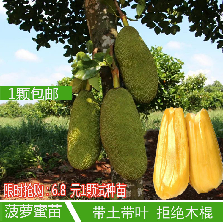 Malaysia Number one jackfruit Red meat jackfruit Four seasons Jackfruit Grafted courtyard plant Guomiaoin the Flower delivery/Flowers simulation/Plants gardening , Garden Plants/Trees/Fruit tree, Fruit tree category - from Buy2taobao.com to provide professional Taobao agent buy service