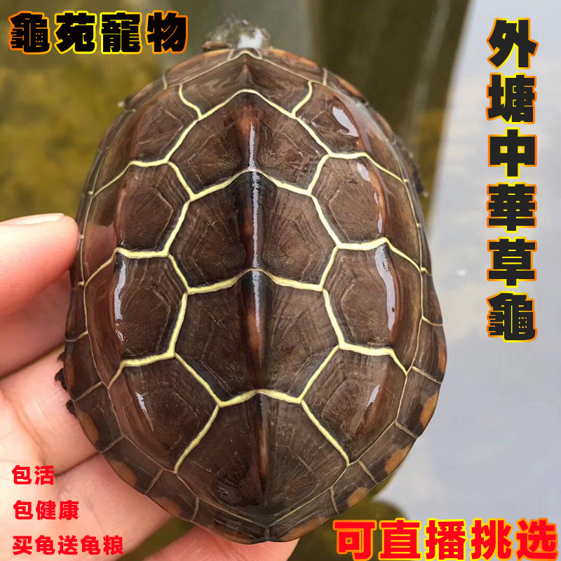 Tortoise living thing Cold water Outside the pond China Tortoise Gold turtle Lucky Turtle Watch Pet turtle Mexican turtle Living creaturesin the Pet/Pet food and supplies , Aqua World , Turtle/Turtle category - from Buy2taobao.com to provide professional Taobao agent buy service