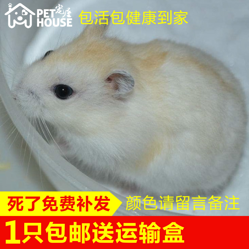 【宠屋】仓鼠活物金狐奶茶情侣老公公老婆婆鼠宝宝包健康包活到家|ruв категории животное/Животное питание и принадлежностей, хомяк класса и других малых животное, хомяк - от Buy2taobao.com для оказания профессиональной услуги покупки агента Taobao
