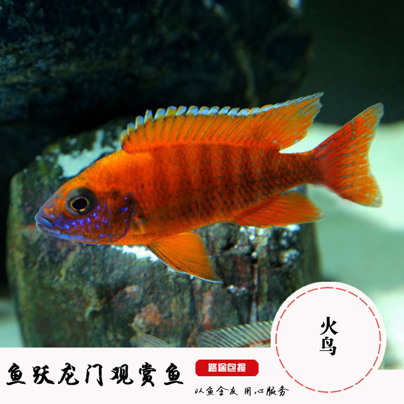 进口三湖慈鲷马鲷德系活体热带观赏鱼火鸟罗宾红血艳红火焰红活体在类目 宠物/宠物食品及用品, 水族世界, 鱼中 - 来自Buy2taobao.com提供专业的淘宝代购服务