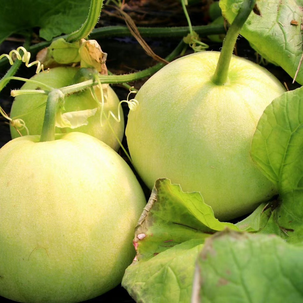 fresh fruit muskmelon Qingdao Lacey Ma Lian Zhuang muskmelon Claw honey Emerald Muskmelon Special Offer fruitin the Aquatic meat/Fresh fruits and vegetables/Cooked , Fresh fruit , Other category - from Buy2taobao.com to provide professional Taobao agent buy service
