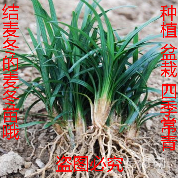 中药麦冬苗包邮麦冬草麦冬苗 庭院绿化地被花草工程绿化种植盆栽|msdalam kategori penghantaran bunga/bunga simulasi/tumbuhan berkebun, bunga/Tumbuh-tumbuhan tumbuh-tumbuhan pasu (baru), tumbuh-tumbuhan hijau - dari Buy2taobao.com untuk memberikan perkhidmatan ejen Taobao profesional membeli