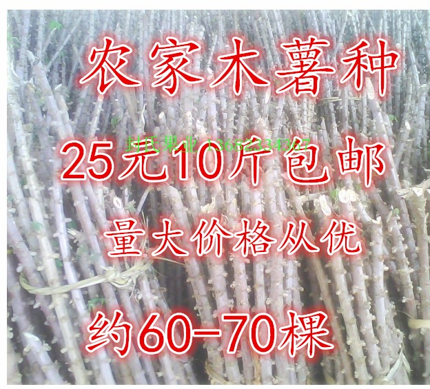 廣西容縣面包木薯種莖 甜木薯種子 中山海南木薯種苗 10斤裝包郵在類目 水產肉類/新鮮蔬果/熟食, 新鮮蔬菜/蔬菜製品, 新鮮蔬菜, 番薯中 - 來自Buy2taobao.com提供專業的淘寶代購服務