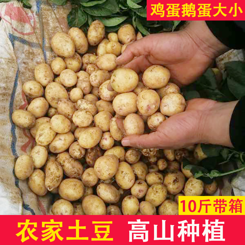 农家土豆新鲜10斤带箱包邮蔬菜洋芋高山马铃薯批发黄心白心随机发|ruв категории водной мясо/свежие фрукты и овощи/еда, свежие овощи/овощной продукции, свежие овощи, картофель - от Buy2taobao.com для оказания профессиональной услуги покупки агента Taobao